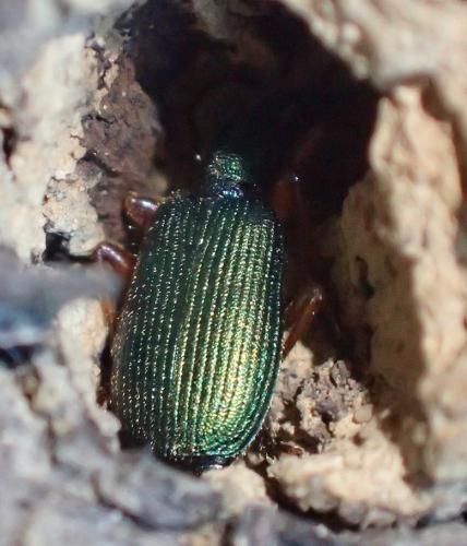 Réf. 356 638 : Drypta dentata